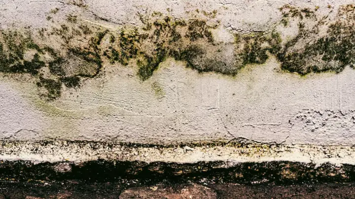 Dark mold growth along a wall