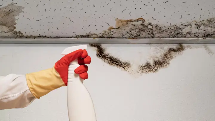 Dark mold line along a ceiling edge with a spray bottle