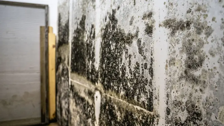 Wall covered in dark mold growth