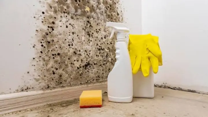 Mold on a wall beside a spray bottle, sponge and gloves
